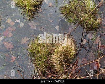 Water and plants in a shallow pond in Williamstown, Massachusetts. Stock Photo