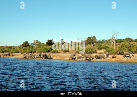 Elephant Herd on the Shore of Chobe River, Botswana Stock Photo