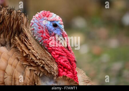 Turkey bird head in profile showing bright red and blue snood Stock Photo