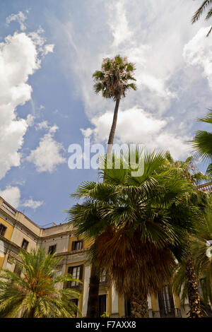 Palm trees on Placa Reial in Barcelona Stock Photo