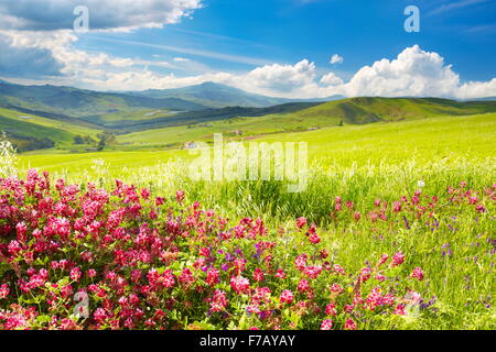 Sicily spring meadow landscape with flowers, Sicily Island, Italy Stock Photo