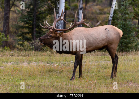 A young bull elk bugling on a fall morning Stock Photo