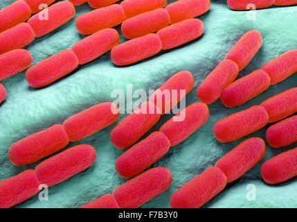 Lactobacillus Bulgaricus Bacteria, Computer Illustration Stock Photo 