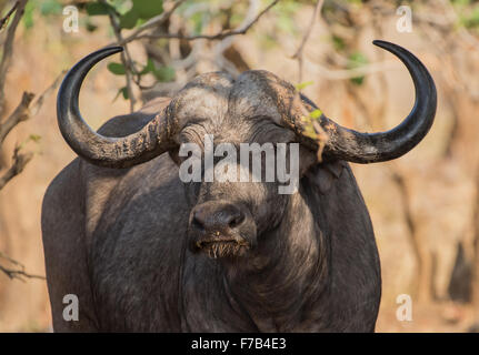 A close up view of a cape buffalo standing in the shade, South Luangwa National Park, Zambia, Africa Stock Photo