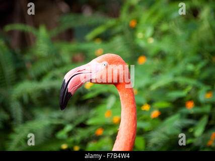 An American Flamingo (Caribbean Flamingo) in captivity at the Victoria Butterfly Gardens near Victoria, Canada.