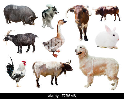 Set of dogs and other farm animals. Isolated over white background Stock Photo