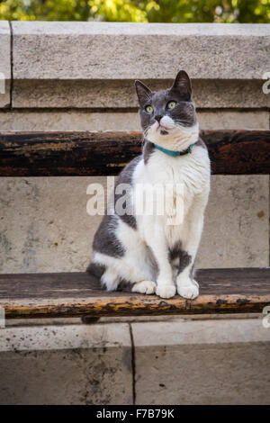 A cat on the Mount of Olives in Jerusalem, Israel, Middle East. Stock Photo