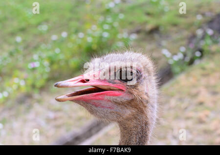 Close-up Head Shot of One Ostrich. Stock Photo