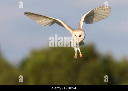 Barn Owl, flying. Stock Photo