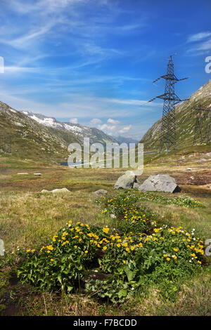 Flowers at Gotthard pass road, Alps, Switzerland Stock Photo