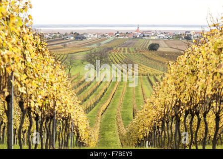 Autumn in vinery village of Jois at Lake Neusiedler See, Burgenland, Austria, Jois Stock Photo