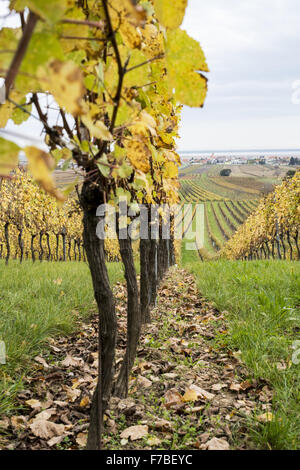 Autumn in vinery village of Jois at Lake Neusiedler See, Burgenland, Austria, Jois Stock Photo