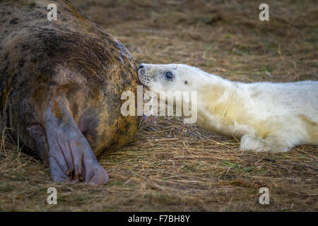 Young seal pup suckling milk from mum at Donna Nook nature reserve, Lincolnshire, UK Stock Photo