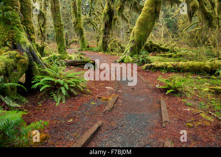 Moss covered trees and fern covered forest floor in the Hall of Mosses, a temperate rain forest environment, in Hoh River Valley Stock Photo