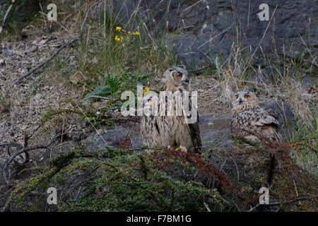 Three young Northern Eagle Owls / Europaeische Uhus ( Bubo bubo ) sitting next to each other on rocks of an old quarry, wildlife