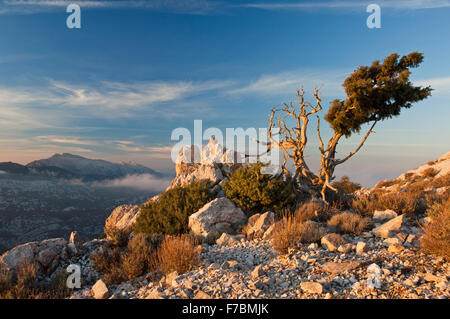 Dorgali, Sardinia, Italy, 5/2015. Wild mountain landscape and old juniper trees in the renowned Supramonte region. Stock Photo