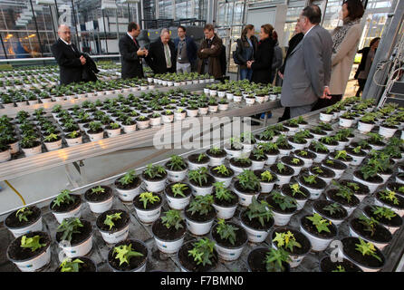 Rostock, Germany. 27th Nov, 2015. The new 'FischGlasHaus' (lit. fish greenhouse) operated by the Faculty for Agricultural and Environmental Sciences of Rostock University, is presented to visiting scientists and politicians during a tour, in Rostock, Germany, 27 November 2015. In the model aquaponics project, fish and crops are cultivated together, so that nutrients that are produced, such as nitrogen and phosphorous, can be utilised for plant cultivation. PHOTO: BERND WUESTNECK/ZB/dpa/Alamy Live News Stock Photo