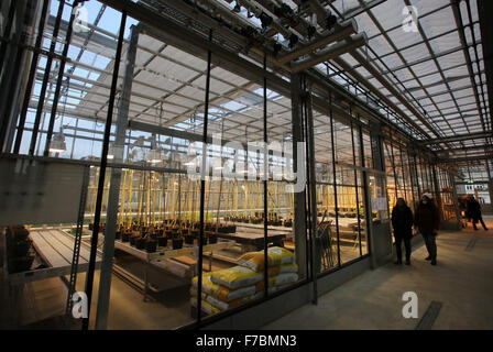 Rostock, Germany. 27th Nov, 2015. The new 'FischGlasHaus' (lit. fish greenhouse) operated by the Faculty for Agricultural and Environmental Sciences of Rostock University, is presented to visiting scientists and politicians during a tour, in Rostock, Germany, 27 November 2015. In the model aquaponics project, fish and crops are cultivated together, so that nutrients that are produced, such as nitrogen and phosphorous, can be utilised for plant cultivation. PHOTO: BERND WUESTNECK/ZB/dpa/Alamy Live News Stock Photo