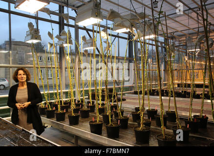 Rostock, Germany. 27th Nov, 2015. Inge Broer, professor of agricultural biotechnology, presents an area of genetically modified tomato plants, at the new 'FischGlasHaus' (lit. fish greenhouse) operated by the Faculty for Agricultural and Environmental Sciences of Rostock University, in Rostock, Germany, 27 November 2015. In the model aquaponics project, fish and crops are cultivated together, so that nutrients that are produced, such as nitrogen and phosphorous, can be utilised for plant cultivation. PHOTO: BERND WUESTNECK/ZB/dpa/Alamy Live News Stock Photo