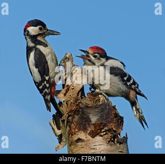 Male Great spotted woodpecker, Dendrocopos major, feeding juvenile on tree stump in garden in Lancashire, UK Stock Photo