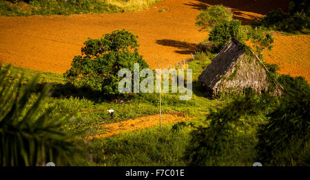 Farmhouse, farmer's cottage, barn for drying tobacco leaves, tobacco fields and the mountains of Mogotes, Viñales Valley with ka Stock Photo