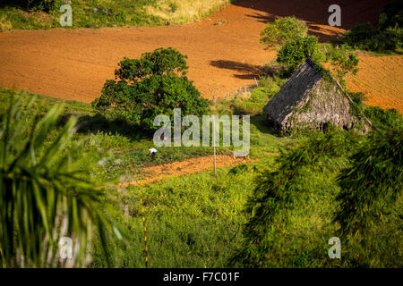 Farmhouse, farmer's cottage, barn for drying tobacco leaves, tobacco fields and the mountains of Mogotes, Viñales Valley with ka Stock Photo