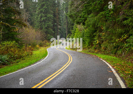 Hikers walking along a deserted road in the Hoh Rainforest of Olympic National Park. Stock Photo
