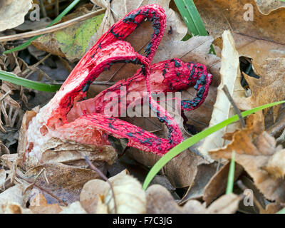 Clathrus archeri - wild fungus Stock Photo