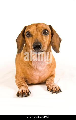 Cute Miniature Dachshund Puppy Stock Photo