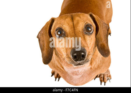 Miniature Dachshund Puppy Looking Up Longingly At The Camera Stock Photo