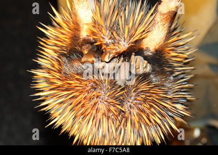 A short beaked echidna, Tachyglossus aculeatu, also known as the spiny ...
