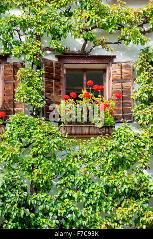 Window with red flowers, Hallstatt, Salzkammergut, Austria