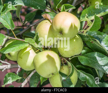 Ripe Golden Delicious apples on the tree. Closeup shot. Stock Photo