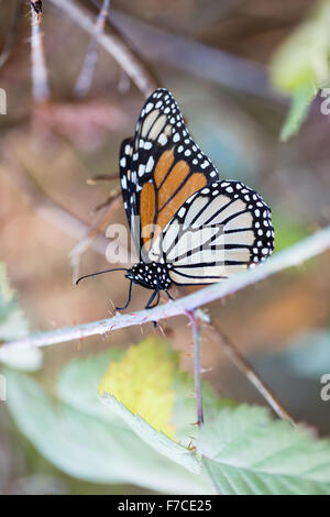 Monarch butterfly holding on to a stem with closed wings Stock Photo