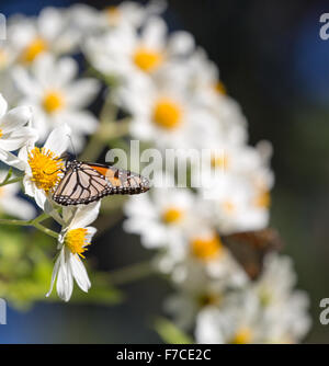Monarch butterfly drinks daisy flower nectar Stock Photo