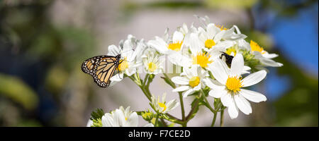 Monarch butterfly feeding on daisy flower nectar
