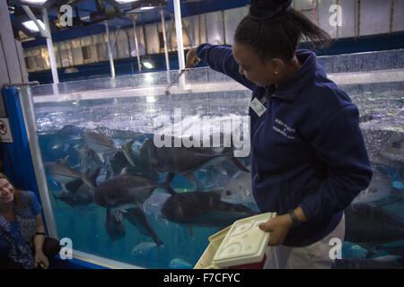 Dubai Aquarium and underwater Zoo, part of Dubai Mall in Dubai, United Arab Emirates. Stock Photo