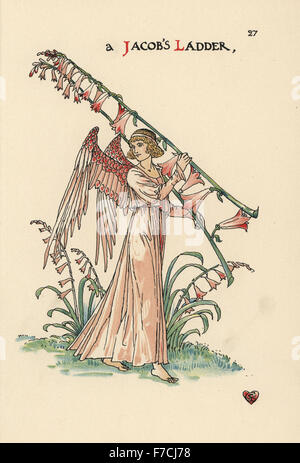 Flower fairy of Jacob's ladder, Polemonium caeruleum, depicted as an angel carrying tall pink flowers. Chromolithograph after an illustration by Walter Crane from A Flower Wedding, Cassell, London, 1905. Stock Photo