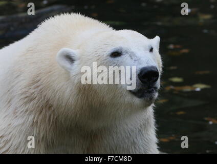 Mature polar bear (Ursus maritimus) , closeup of the head Stock Photo