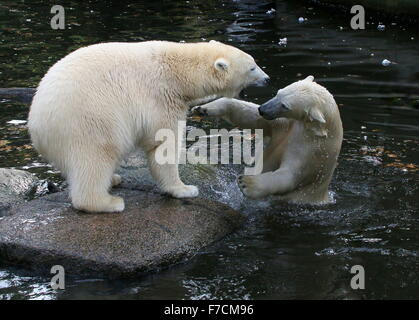 Two feisty female Polar bears (Ursus maritimus) fighting each other on shore, one snarling, the other bear lunging with her paw Stock Photo