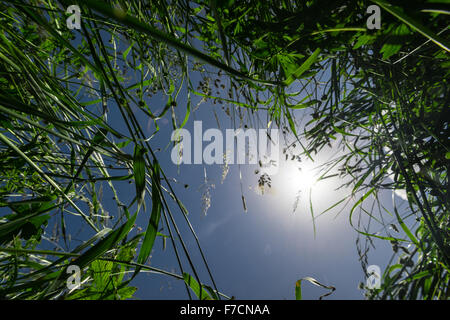 grass from below with sun flares in the middle Stock Photo