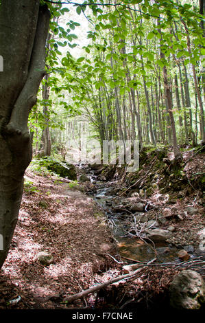 Vitosha Mountain National Park River in Forest , Bulgaria Stock Photo ...