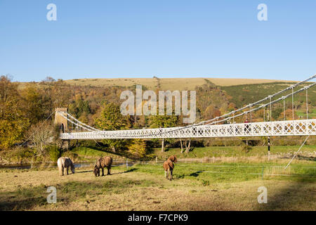 Horses by Chainbridge footbridge across the River Tweed. Melrose, Scottish Borders, Scotland, UK, Britain Stock Photo