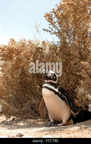 Magellanic Penguin at the entrance to its nesting burrow. Stock Photo