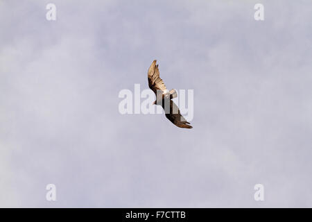 Turkey vulture in flight Stock Photo