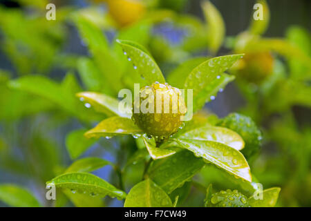 Calamondin citrus tree Stock Photo