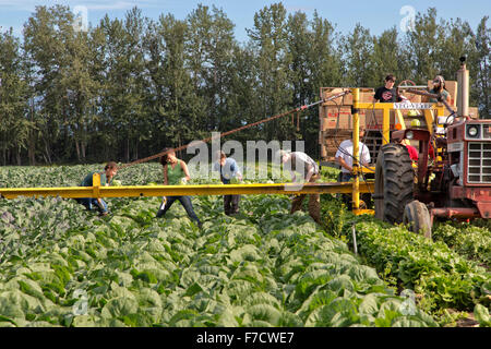 Farm workers harvesting cabbage  'Brassica oleracea'. Stock Photo