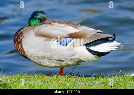 Drake Mallard duck (Anas platyrhynchos) standing on grass by the water in the UK. Stock Photo