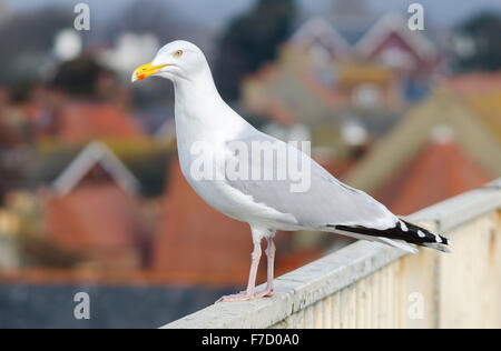 Adult Herring Gull (Larus Argentatus) in Spring standing above house rooftops overlooking a town in the UK. Seagull urban UK. Stock Photo