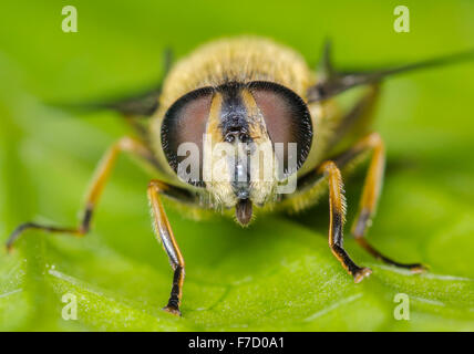 Female Hoverfly (Myathropa Florea) on a leaf looking at the camera, in the UK. Stock Photo